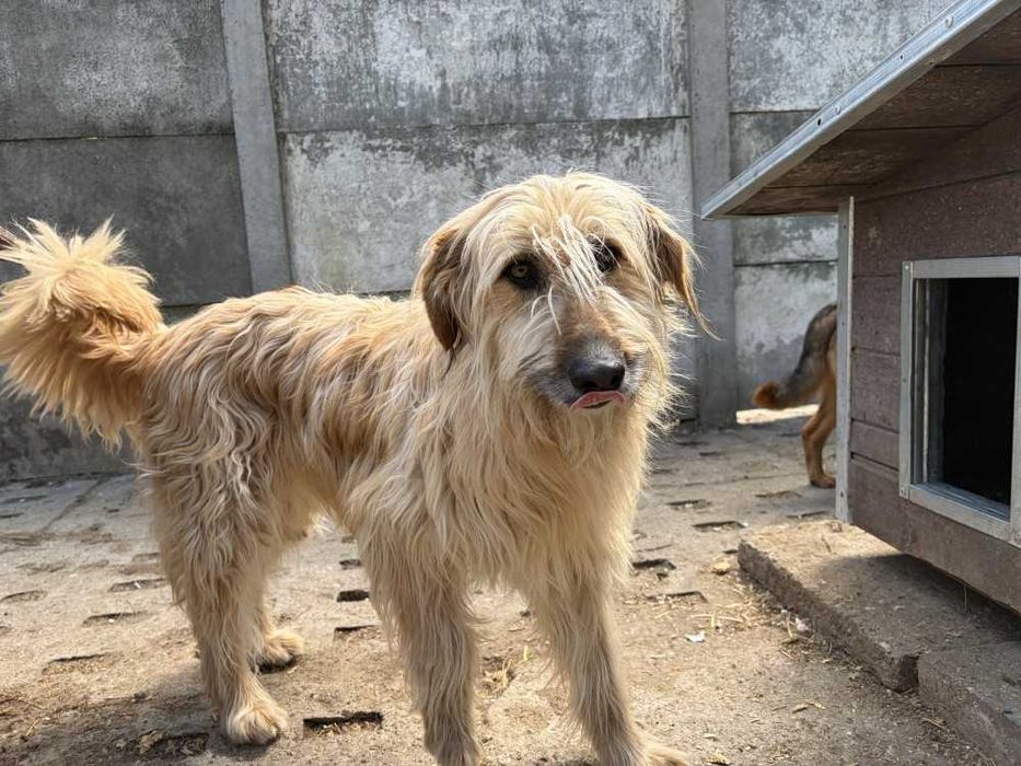 088978 Afgan do adopcji