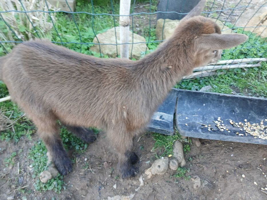 Vende-se Cabra com cabrita