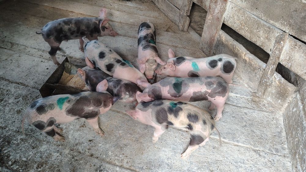 Поросята мясного напрямку