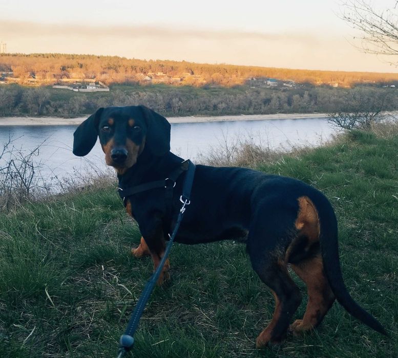 Такса, кобель такси шукає дівчинку, в'язка.