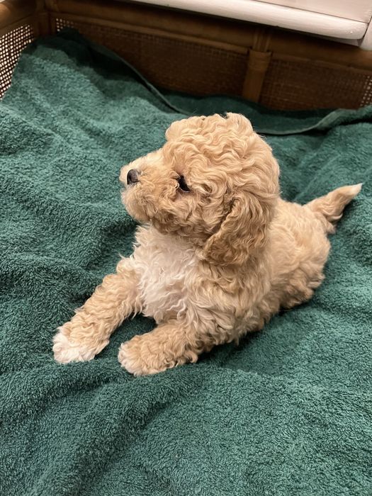 Szczeniak suczka Bischpoo