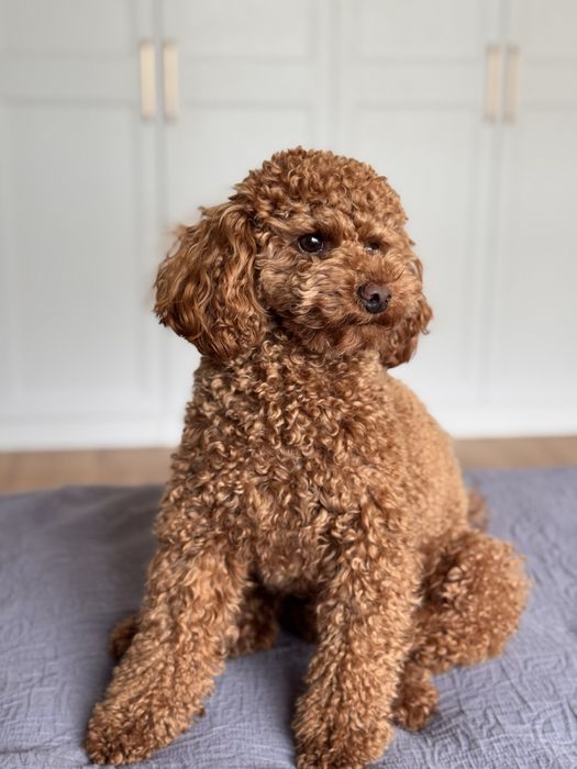 Карликовий пудель вʼязка