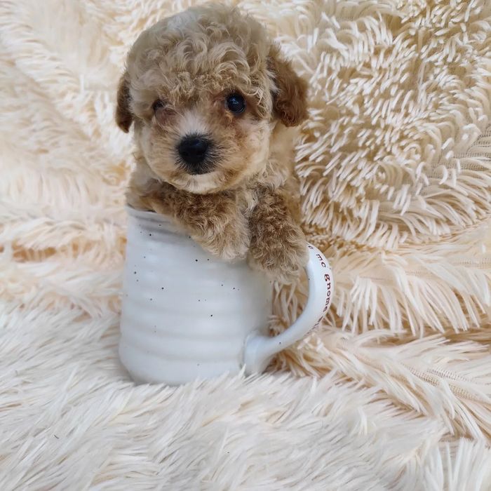 Микро мальчик мальтипу