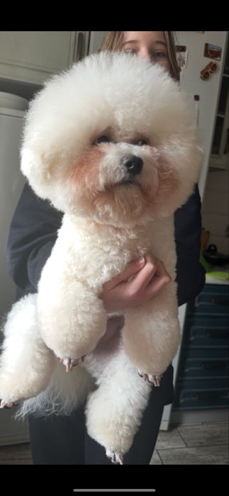 Бішон фрізе вязка