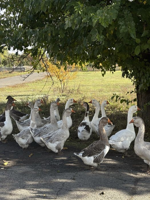 Холмогори 2025р. Можливий отп та торг