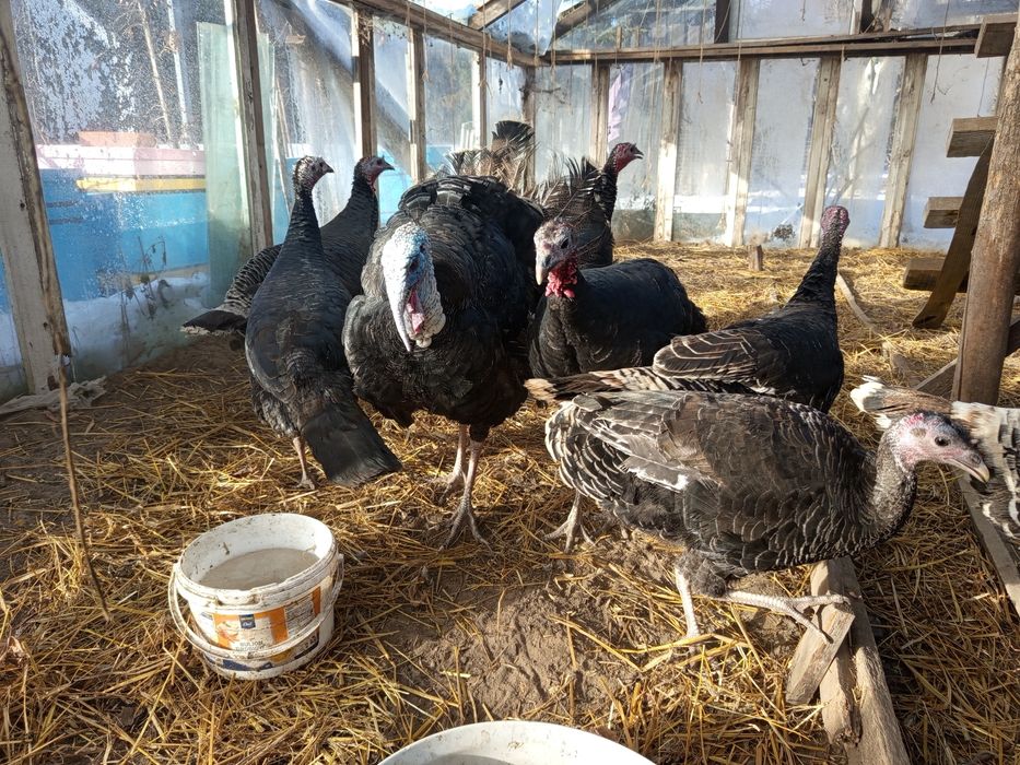 Indyczki czarne i brązowe