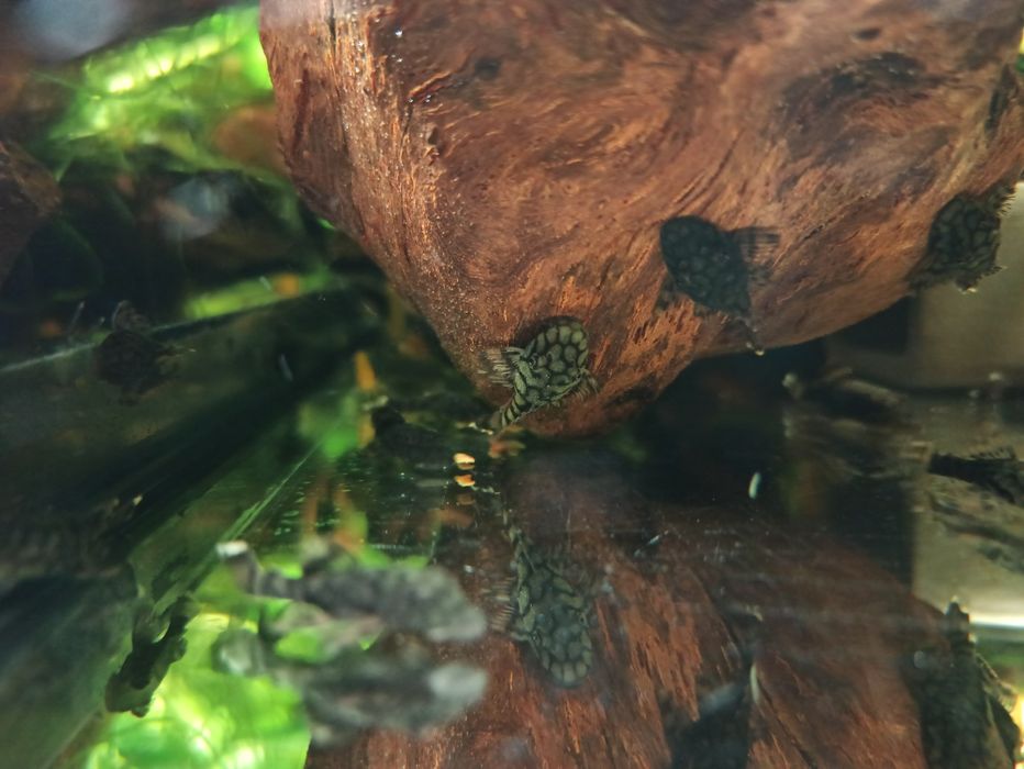 Zbrojnik Ancinstrus L-519 KIEFNERI