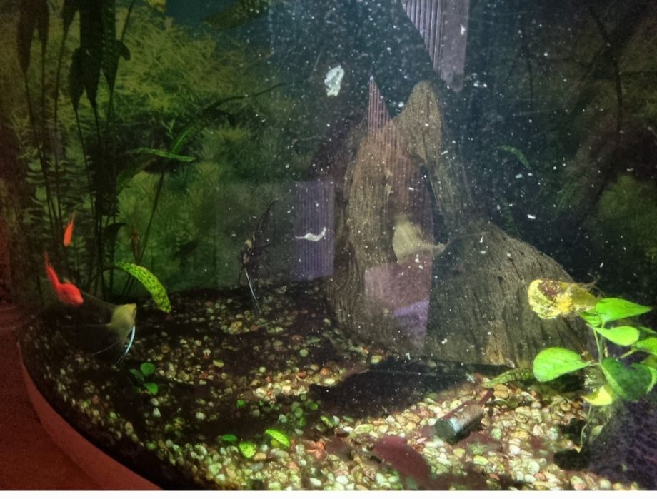 Чистка Акваріумів