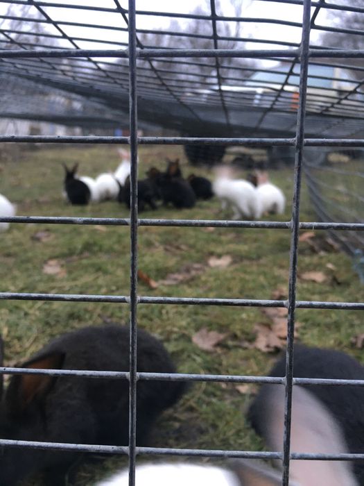 Продам кролів різних порід від 150грн