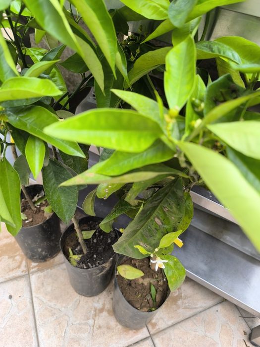 Laranjeira sanguínea de polpa doce, c/ flor e fruto