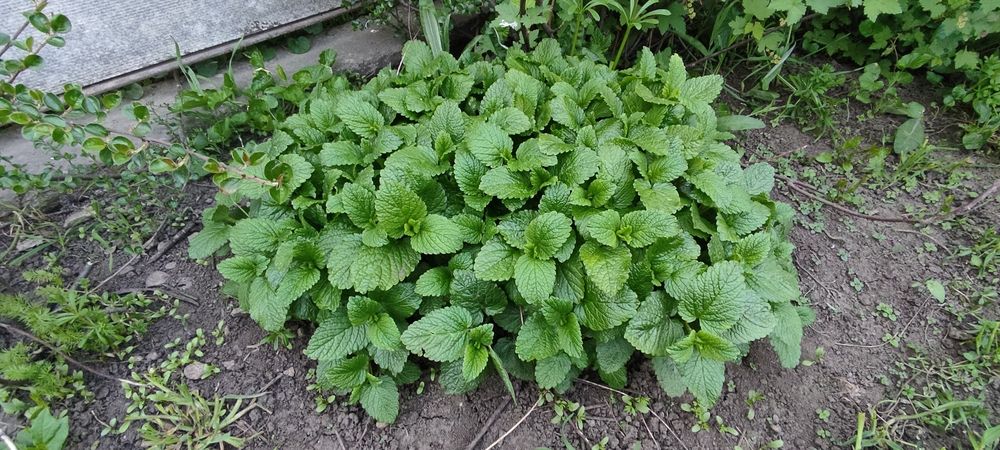 Мелисса лимонная