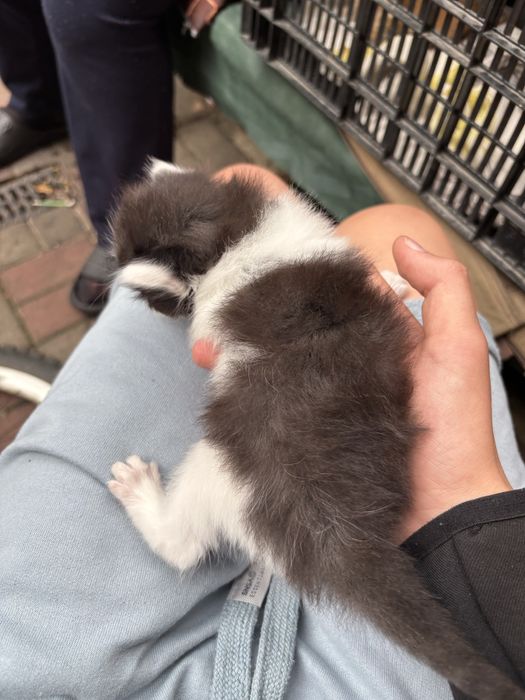 Котики 3 тижні маленькі