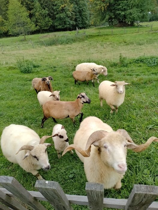 Młode baranki kamerunskie i kozy