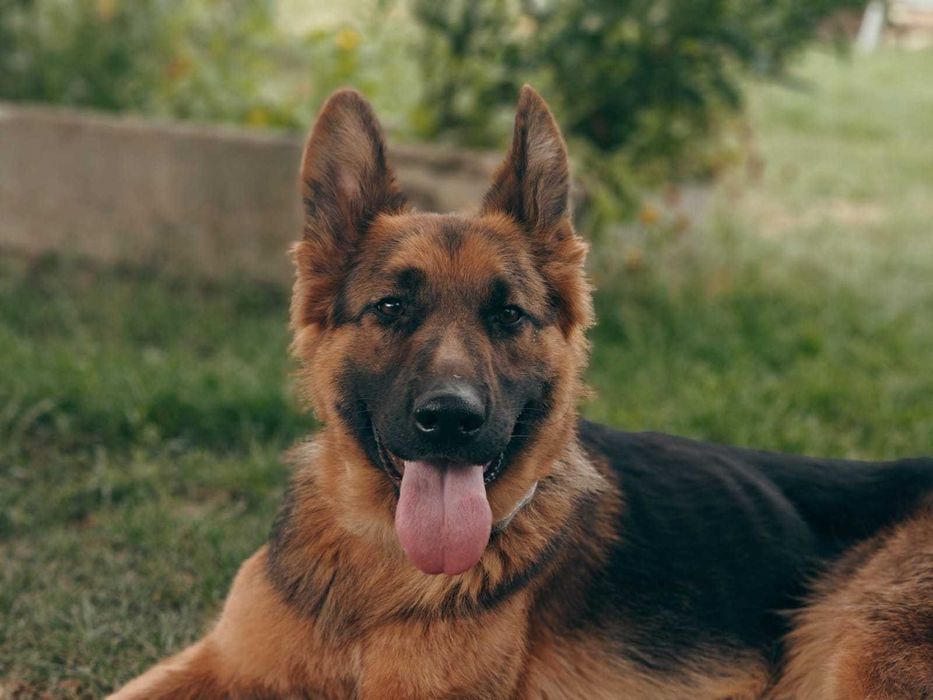 Suczka w typie owczarka niemieckiego do adopcji