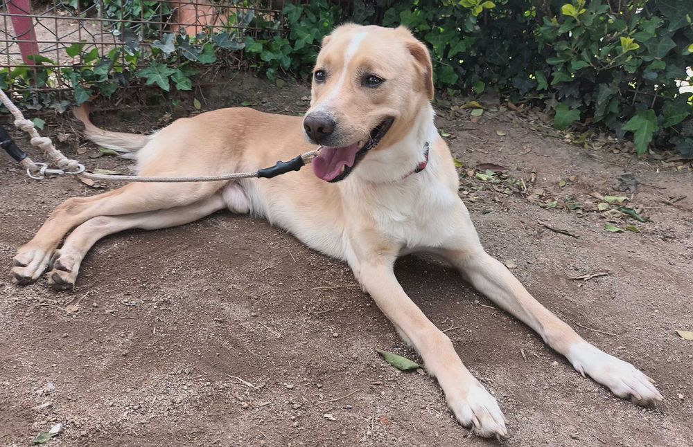 Cão resgatado jovem e dócil