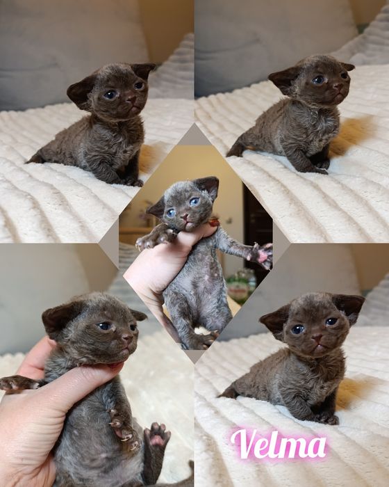 Kotka Devon rex rodowód FPL