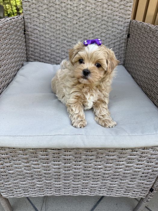 Maltipoo mini suczka