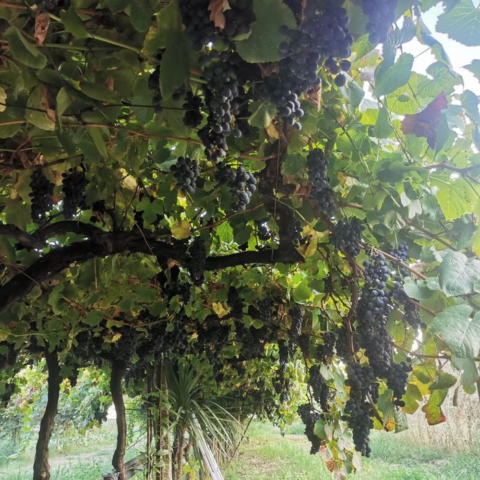 Vendo uvas maduro tintas