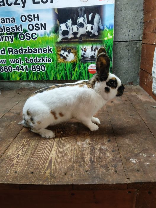 Srokacz reński ,samiec samice królik króliki