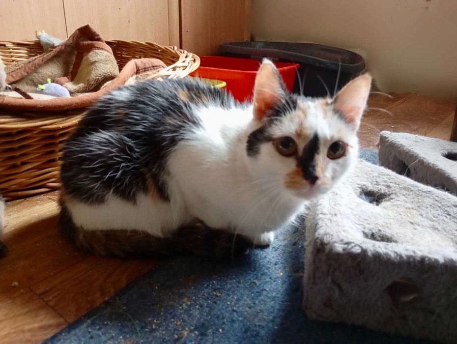 KRESKA trikolorka do adopcji, zdrowa, zaszczepiona, kastrowana