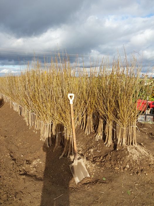 Wiśnia nefris wiśnia  wisnie łutówka