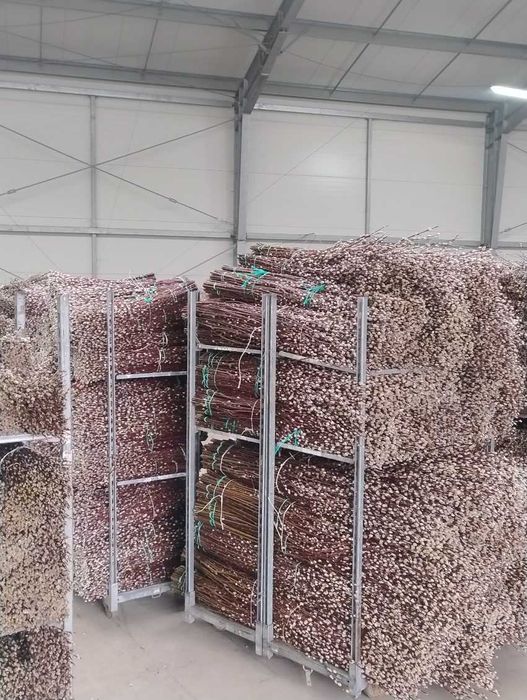 wierzba mandzurska, kręcona, ozdobna, palma, bazie,wianki, wielkanocne