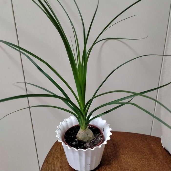 продам ,бокарнею,пальму