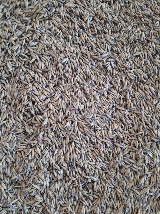 Owies Rambo ilość na ciężarówkę