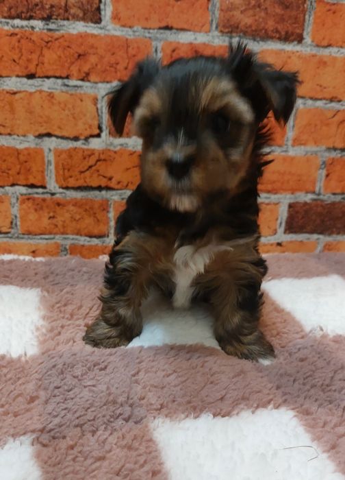 Chlopak yorkshire terrier