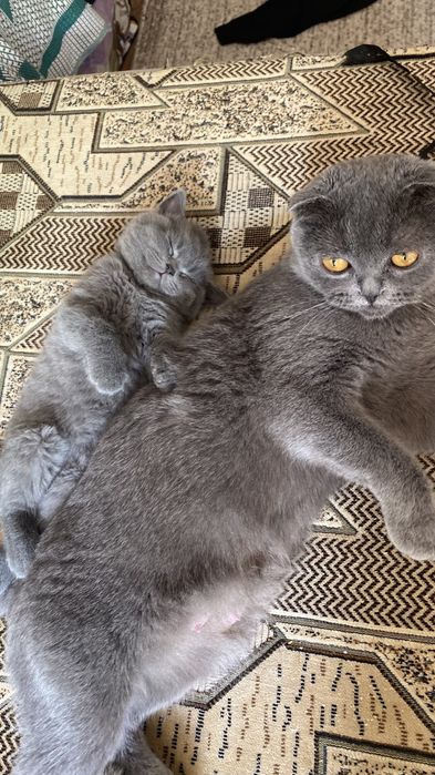 Мальчик прямоухий шотландец