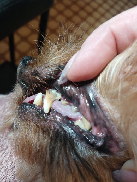 Грумінг. Холодна гора