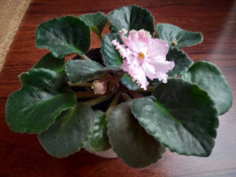 Фіалки сортові рожеві