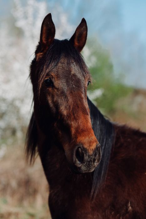 Klacz Querida Mia – 5 lat