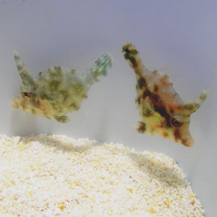 Acreichthys tomentosus - ryba - akwarium morskie