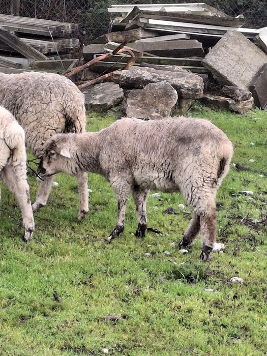 Borrega cruzada de sulfolk