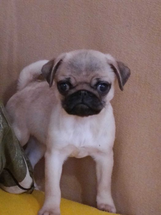 Чудові  малюки мопсики