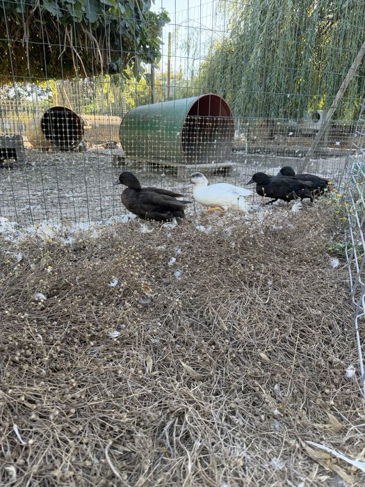 Patos call duck ou mignons