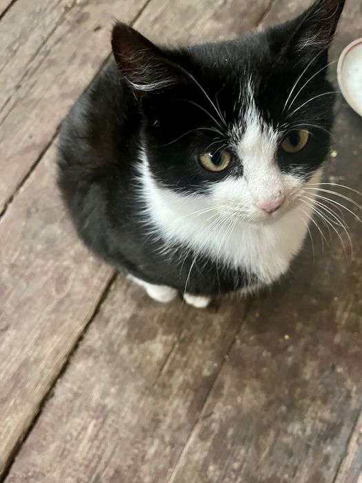 Кошенята.Хлопчик та дівчинка