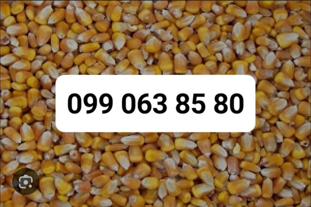 Продам кукурудзу