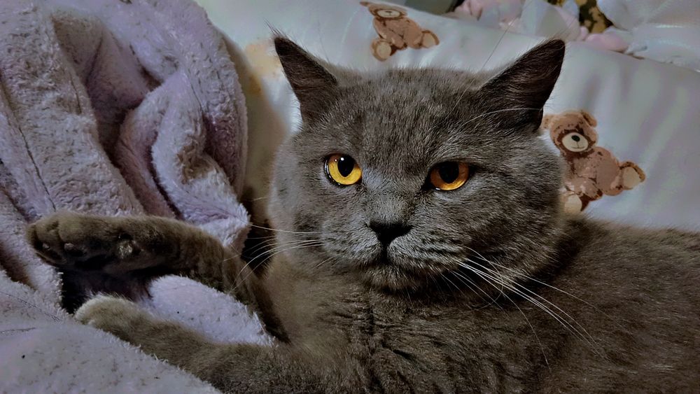 Кіт Шотландець злучки