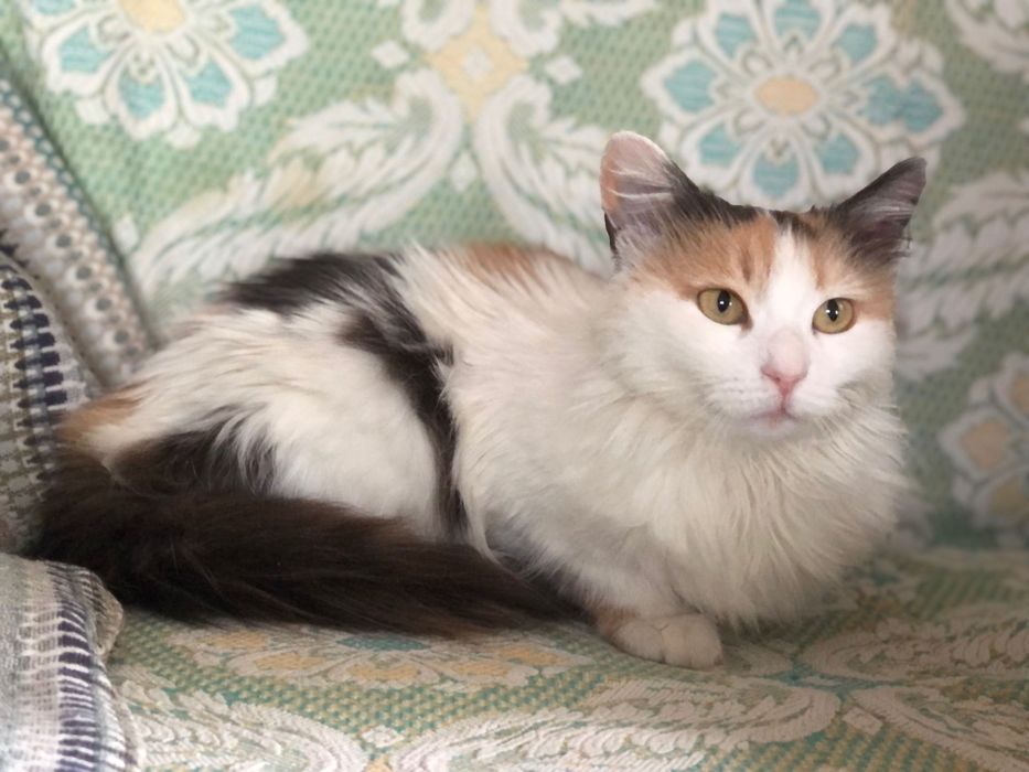 Шикарна кішечка Марго в люблячу родину