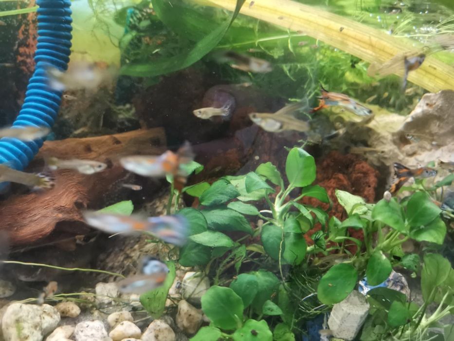 Anubias plantas aquario