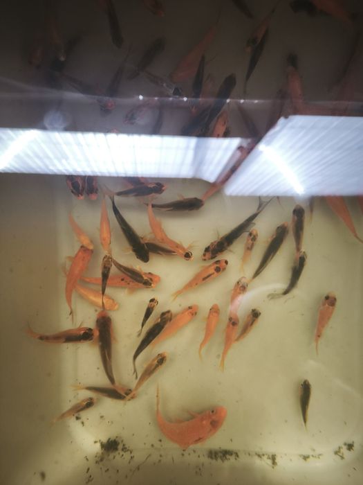 Carpa koi criação nacional