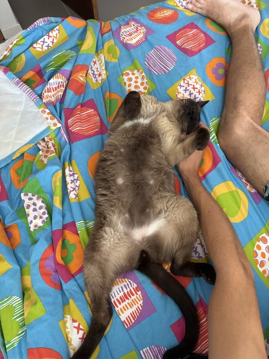 Pet Sitter / Passeios e Visitas ao Domicilio para animais em Coimbra