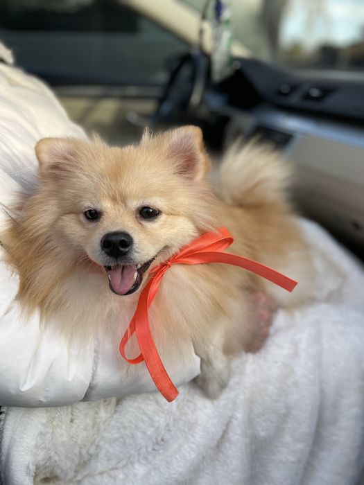 Обіймай і не відпускай  чарівні Померанські шпіци тут!