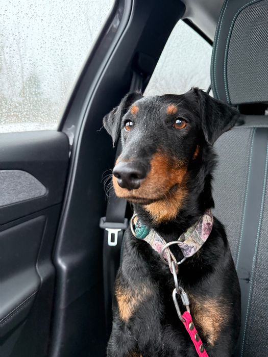 Młody terier Gamoń