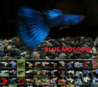 Guppies, Espadas, Molly e Platy. Agora com loja