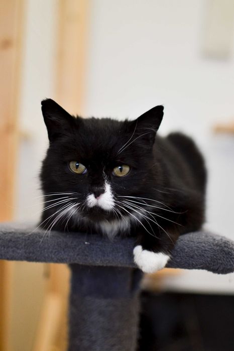 Maciuś -  wrażliwy kot do adopcji!