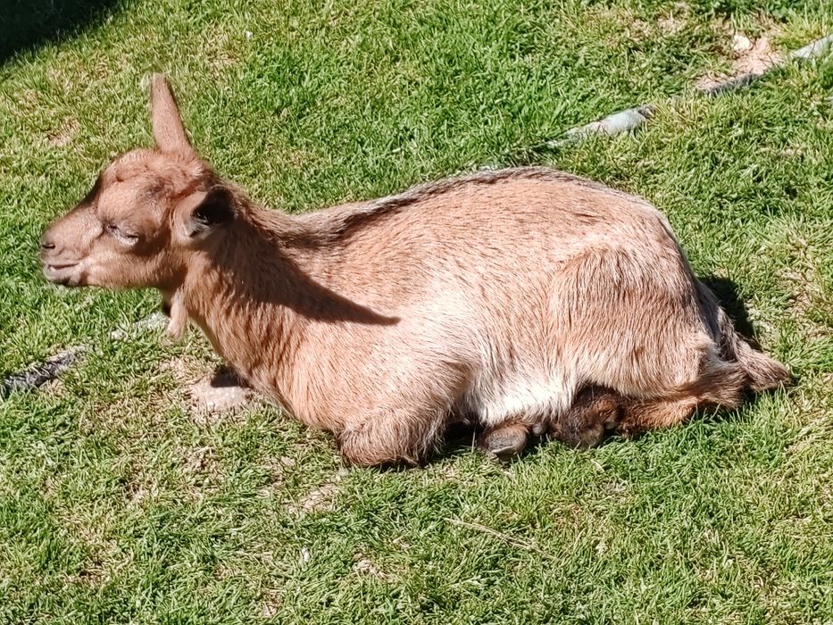 Cabrito anão macho mocho/ cabra