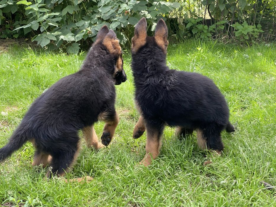 Шикарні малюки, вівчарочки